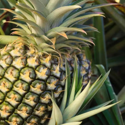 Live Elite Gold Pineapple Pineapple Plant (Ananas comosus) - (Pack of 2) - 4-6 Inches Tall - Ideal for Gardens and Containers - Sweet, Juicy Pineapple Fruit - Easy Grow, Ready for Planting