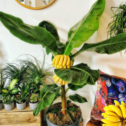 Dwarf Cavendish Banana Tree Live Plant, Cold Hardy Banana Plant Live, Tropical Banana Fruit Seedling, Well Rooted 4-8 Inch Tall