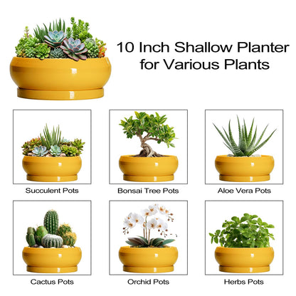 EPFamily Succulent Pots 10 Inch - Ceramic Bonsai Pots with Drainage Hole and Tray, Shallow Plant Pot Indoor Outdoor, Modern Bonsai Tree Pot, Round Planter Bowl, Home Decor, Housewarming Gift, Yellow