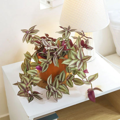 Tradescantia Zebrina 'Wandering Dude' (4 inch) - Air-Purifying Houseplants - 4/6 inch Unique Live Decorative Houseplants - Low-Maintenance Indoor Plants, House Warming Gift, Natural Air Purifier