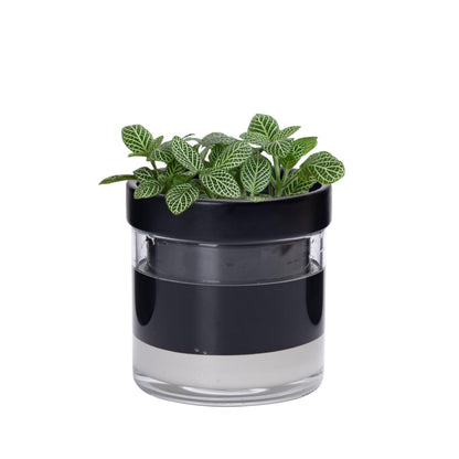 Phoenix Vine 4 Inch Self Watering Terracotta Planter, Black Terracotta Clay Pot with Glass Reservoir for Indoor Plants, Herbs, Flowers, Set of 1, 52-C-E-1