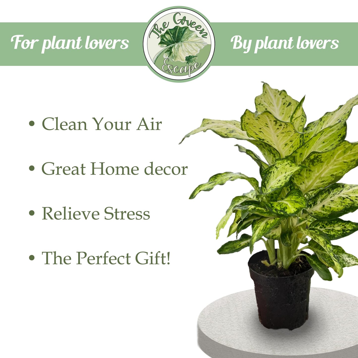 Variegated ZZ Starter Plant