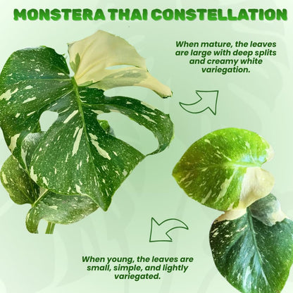 Constellation Monstera Plant Live, Variegated Thai Monstera Deliciosa, Variegated Leaves, Live Indoor Plant, 4–6 Inches Starter Plant for Indoor Houseplant