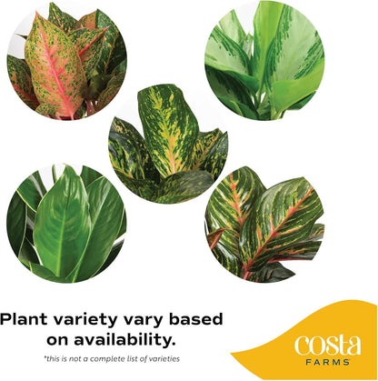 Costa Farms Chinese Evergreen, Aglaonema Easy To Grow Live Indoor Plant in Premium Décor Planter Pot, Houseplant in Potting Soil Mix, Housewarming, Unique Home Décor or Room Decor, 2-3 Feet Tall