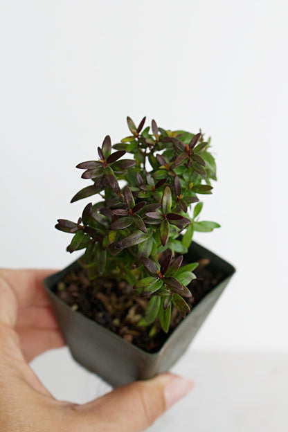 Generic Bonsai Starter Myrtle Compacta Plant Gift Mini Starter Plant 2 inch Pot Outdoor Zen Garden Gift for Mom (1), Green