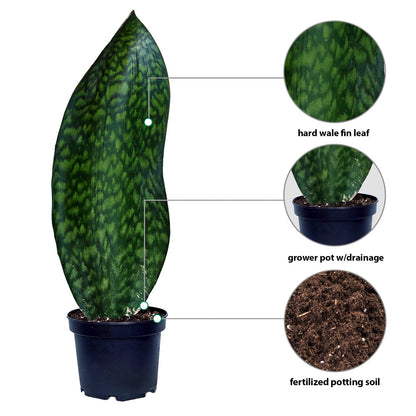 Live Sansevieria Masoniana, Mason’s Congo, Whale Fin, Shark’s Fin, Rare Houseplant, Housewarming Gift, Christmas Gift, Father's Day Gift, Live Home Decor Plant in 6" Pot