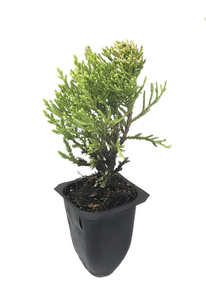 Sea Green Juniper - 3 Live Plants - Juniperus Chinensis - Hardy Evergreen Privacy Screen