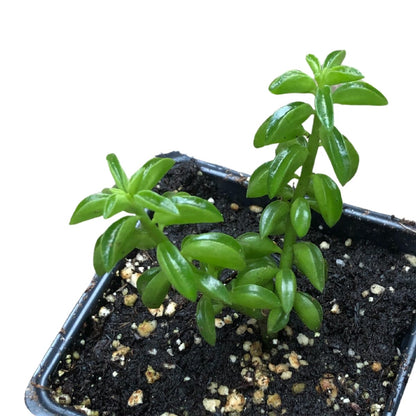 Smoke Camp Crafts Live Organic Succulent Taco Plant (Peperomia axillaris) in 2.5-inch Pot - Exotic House Plant for DIY Projects and Home Office Desk Decor