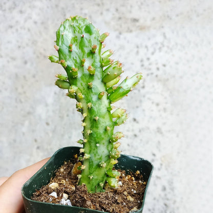 Variegated Joseph's Coat Cactus (2 inch)