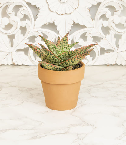 Live Aloe Plant Succulents, Star Aloe Plants Live in Clay Pots for Plants, Succulents Plants Live in Potting Soil, Potted Succulents Live Plants, Cactus Plants Live Succulent Plants by Plants for Pets