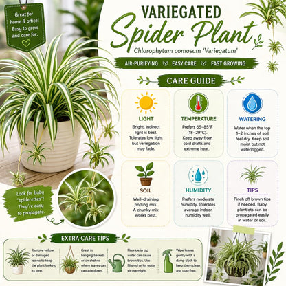 Variegated Spider Plant Live, 4-6" Tall in 4" Pot, Chlorophytum Comosum Indoor Houseplant, Variegated Green and White Leaves, Fully Rooted, Suitable Home and Office Decor
