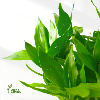 Lucky Bamboo Plants Live Indoor (10 Stalks, 8 Inch) - Fresh House Plants for Office Desk, Home Decor, for Positive Energy, Prosperity & Easy Care