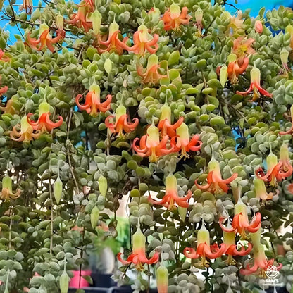 Cotyledon Pendens Succulent Plant Live | 2 Inch Pot Rare Trailing Variety Houseplant for Indoor Growing and Collections