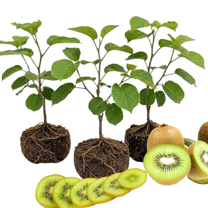 3 Kiwi Tree Live Plants, Cold Hary Kiwi Plants Live from 5 Inc Tall, Easy to Plant Vine Garden