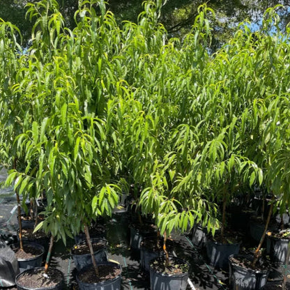 Donut Peach Tree Live Plant, in 3 Gallon Pot, 2 to 3 Feet Tall, Sweet Peach Fruit Tree for Outdoor Planting, No Ship to CA