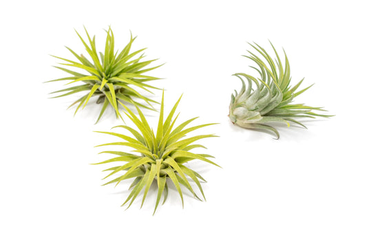 Bright Green Colorful Tillandsia Air Plants -Long Lasting Color Enhanced Live Tillandsia Succulent House Plants -Home and Garden Decor -Easy Care Indoor/Outdoor Plants (Ionantha Rubra, Pack of 3)