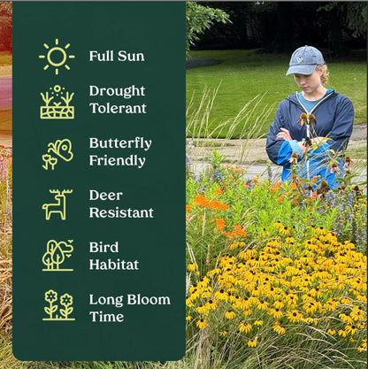 Swamp Milkweed 6 Live Plants (Asclepias incarnata) – Native Perennial Wildflower for Pollinator & Rain Gardens, Attracts Monarch Butterflies, Ideal for Wet Areas, Full Sun Landscaping Plant