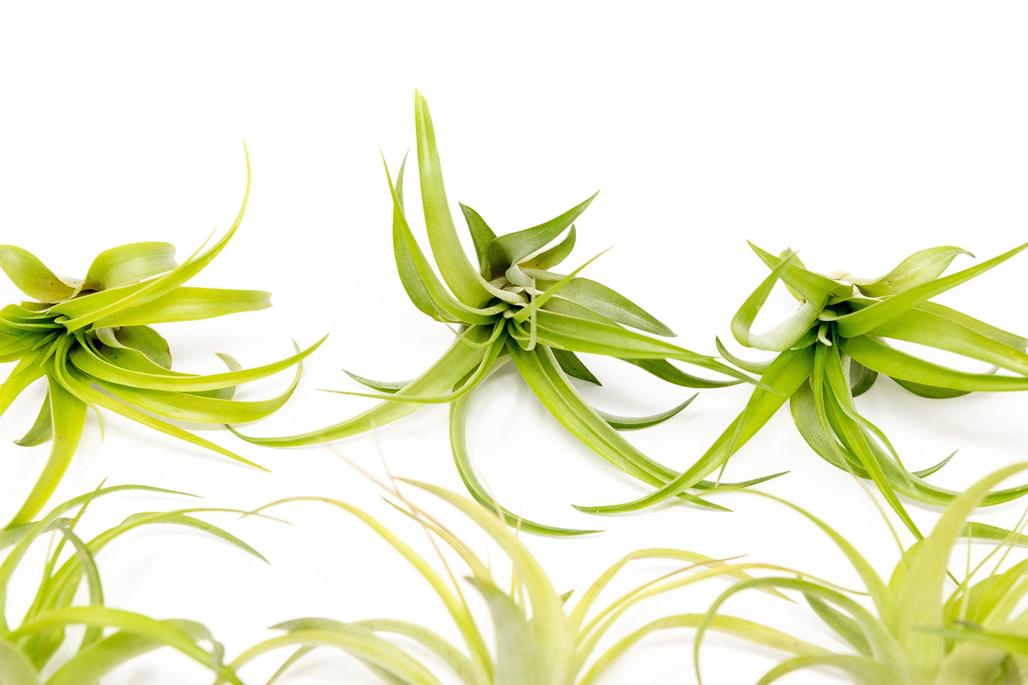 Air Plants The Inca Collection - Live Succulent House Plants - Available in Wholesale and Bulk - Home and Garden Decor - Easy Care Indoor/Outdoor Air Plant (Pack of 6)