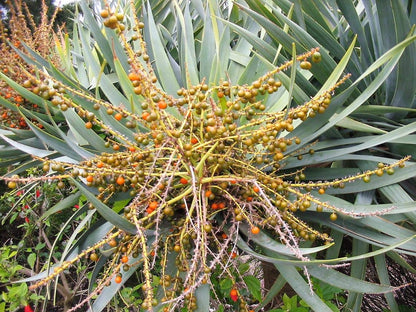 Dragon Blood Tree Seeds to Grow - 6 Seeds - Dracaena Draco Seeds for Planting - Exotic Tree Seeds