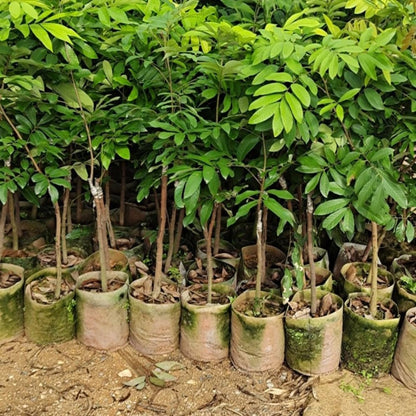 1 Year Old Longan Tree Live Plant, Well-Rooted for Zones 9-11, 8-10 Inches Tall in 4 Inch Pot, Tropical Fruit Tree for Indoor or Outdoor Growing