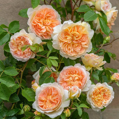 Heirloom Roses David Austin Rose Bush - Bathsheba Live Orange Climbing Rose Plant for Outdoor Planting