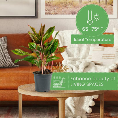 American Plant Exchange Aglaonema Red Sapphire – 6-Inch Pot – Live Chinese Evergreen Houseplant, Vibrant Low Light Foliage for Home, Office, or Indoor Garden Decor