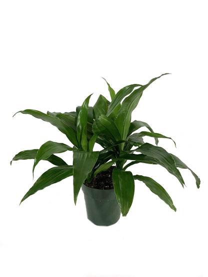 Dracaena Janet Craig - Live Plant in a 6 Inch Pot - Dracaena Deremensis 'Janet Craig' - Florist Quality Beautiful Low Light Indoor Houseplant