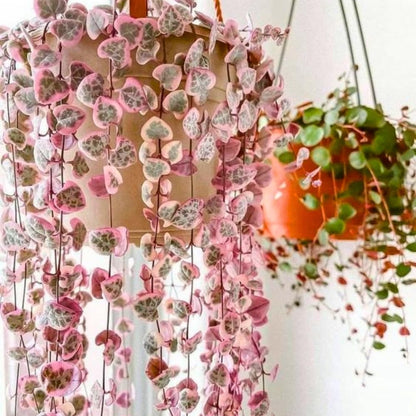 Variegated String of Hearts Plant Live, Trailing Succulent Plants 2.5 Inch Pot, Succulent Houseplants for Indoor Planting