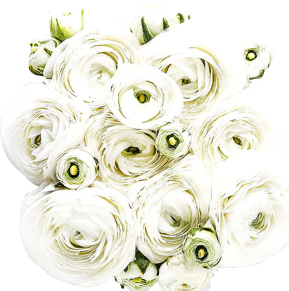 White French Peony Ranunculus - 12 Largest Size Corms, Premium Bulbs for Stunning White Blooms, Ideal for Garden Beds, Perfect for Spring Planting 2025, Elegant Peony-Like Flowers