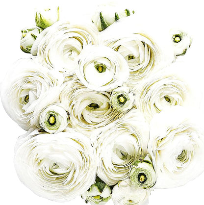 White French Peony Ranunculus - 12 Largest Size Corms, Premium Bulbs for Stunning White Blooms, Ideal for Garden Beds, Perfect for Spring Planting 2025, Elegant Peony-Like Flowers