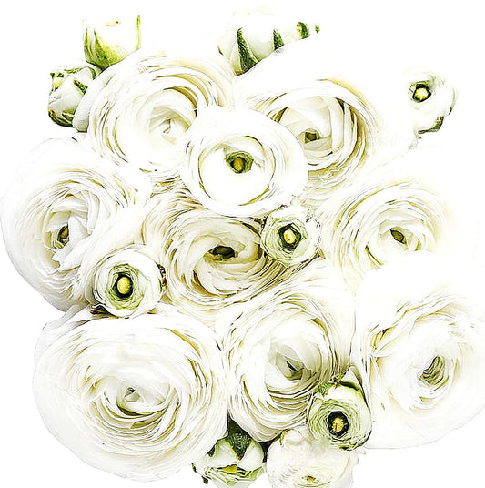 White French Peony Ranunculus - 12 Largest Size Corms, Premium Bulbs for Stunning White Blooms, Ideal for Garden Beds, Perfect for Spring Planting 2025, Elegant Peony-Like Flowers