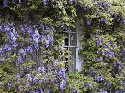 2 Blue Flowering Chinese Wisteria Vines - 12-18" Tall Live Plants - Wisteria Seedlings - Wisteria sinensis - (2 Pack)