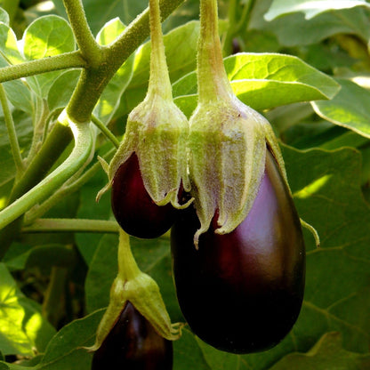 Clovers Garden Eggplant Black Beauty Plants - Two (2) Live Plants – Non-GMO - Not Seeds - Each 4" to 8" Tall – in 4" Inch Pots - Heirloom Variety, High Yield, Heat Tolerant