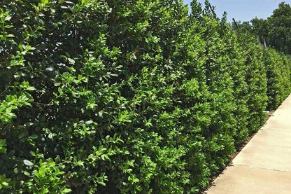 Needlepoint Chinese Holly - Ilex Cornuta - 5 Live Quart Size Plants - Low Maintenance Screening Evergreen Hedge