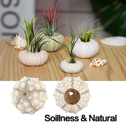 shenruifa 5PCS Air Plants Holder, Mini Sea Urchin Shell Hanging Pot Decorative Cute Succulent Display Container with Rustic Ropes for Home Garden Wall Decor