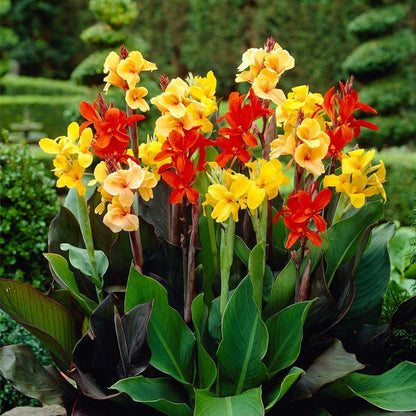 Votaniki Mix Canna Lily Bulbs - Long Lasting Blooms, Perennial Canna Bulb for Planting | Stunning Garden Display - Easy to Grow and Low Maintenance (4 Pack)