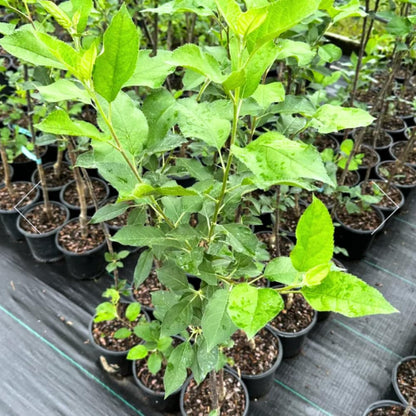 Delicious Apple Tree Live Plant, Bareroot 2 to 3 Feet Tall, Sweet Apple Plant Live for Planting, Live Apple Tree Plant, Apple Fruit Tree (Yellow Apple)