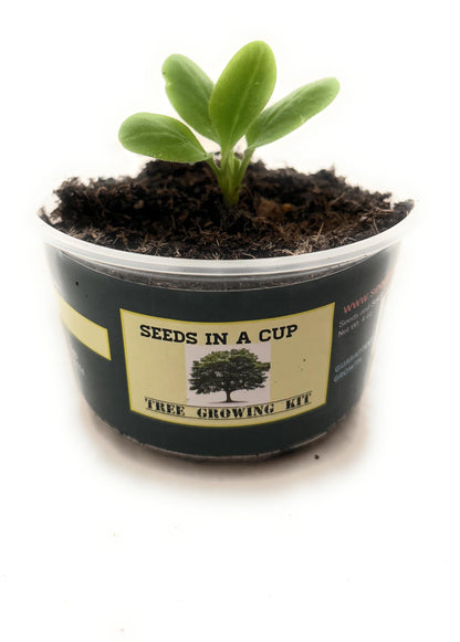Seeds In A Cup: Tree Grow Kit | Easy to use | Educational | Memorial Gift | Plant It for The Planet | Grow Your Own Tree |Wide Selection to Choose from (Apricot)