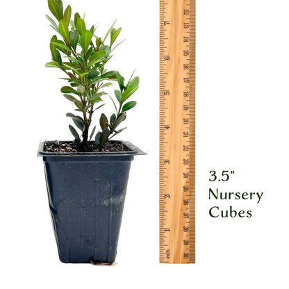 6 Green Gem Boxwood – Compact Rounded Evergreen Shrub for Low Hedges, Borders & Container Planting (Buxus sempervirens ‘Green Gem’) in 3.5″ Cubes, Live Plants