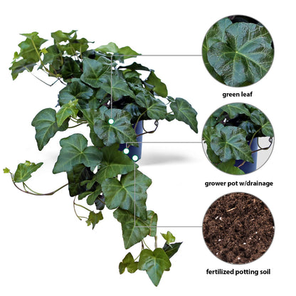 Live Ivy Plant, Hedera Helix, English Ivy, Trailing Indoor Plant, Housewarming Gift, Plant Lover Gift, Live Home Decor, Father's Day Gift Plant in 6" Pot