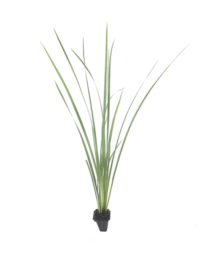 African Iris Yellow - 3 Live Plants - Dietes Vegeta - Drought Tolerant Groundcover Grass