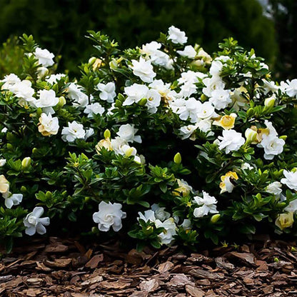 Gardenia 3 Gal. August Beauty Gardenia Shrub