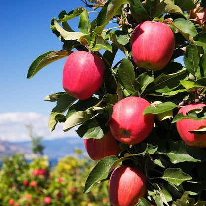 Live Plant - Pink Lady Apple Tree - 24-36" Tall - Live Plant - Malus domestica ‘Cripps Pink'