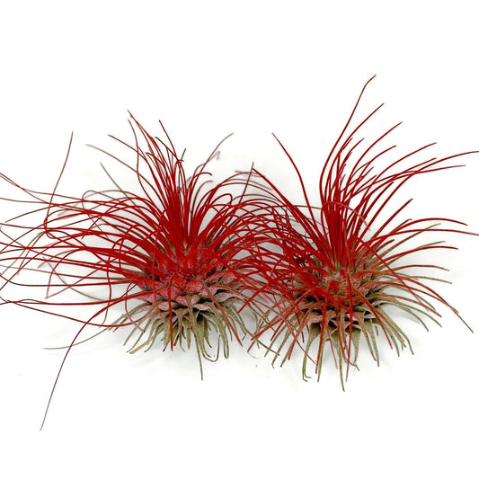 Thin Air Plant, Guatemala Tillandsia Live Airplant, Healthy Arrival Guaranteed, Great Indoor Plant, Home Decor & Gift (2 Red)