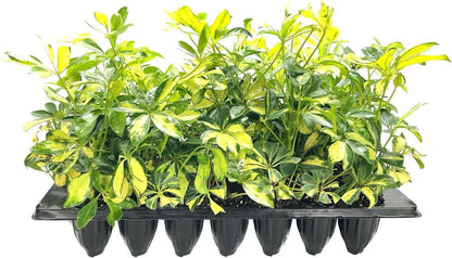 Arboricola Variegated Schefflera Trinette I 20 Live Plants I Vibrant Green & Yellow Foliage, Easy-Care Indoor & Outdoor Plant, Air-Purifying, Ideal for Home