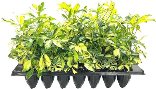 Arboricola Variegated Schefflera Trinette I 20 Live Plants I Vibrant Green & Yellow Foliage, Easy-Care Indoor & Outdoor Plant, Air-Purifying, Ideal for Home