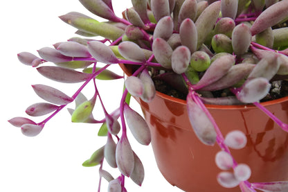Live Succulent 4" Othonna Capensis Ruby Necklace, Succulents Plants Live, Succulent Plants Fully Rooted, House Plant for Home Office Decoration, DIY Projects, Party Favor Gift By The Succulent Cult