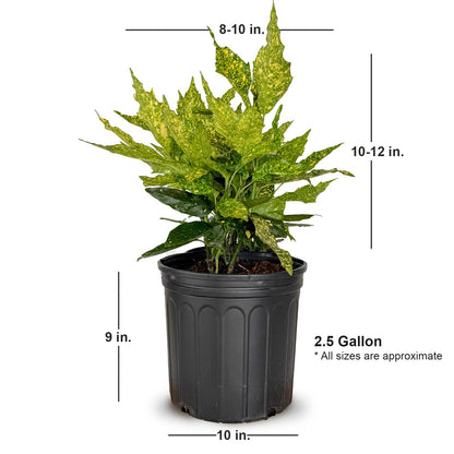2.5 Gal - Variegated Gold Dust Aucuba, Live Evergreen Shrub Plant
