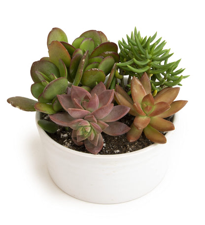 Succulents Plants Live in Garden Succulent Planters, Live Succulent Plants Live Plants in White Planter, Live Succulents Unique Gardening Gifts for Plant Lovers, Succulent Gifts by Plants for Pets