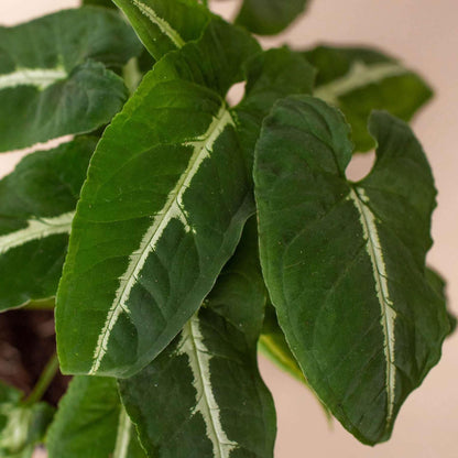Syngonium wendlandii Black Velvet Live Plant for Indoor | Different Houseplants in 4'' & 6'' Pot | Real House Plant for Living Room, Office, Desk & Bathroom | Black Velvet